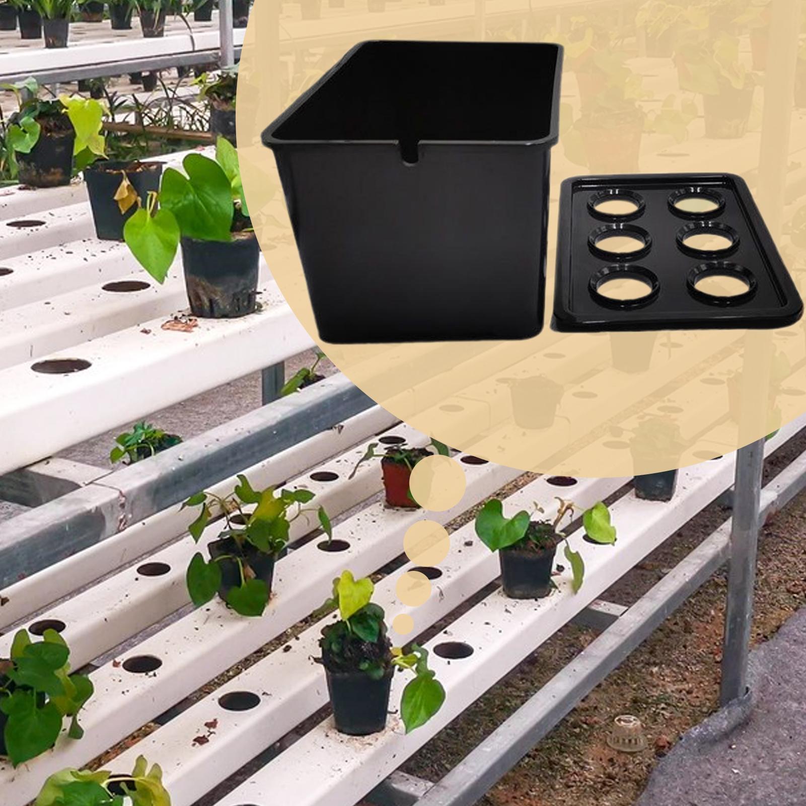 Hidroponik Yetiştirme Kiti Baş - Plant Parenting incelemesi ve fiyatı